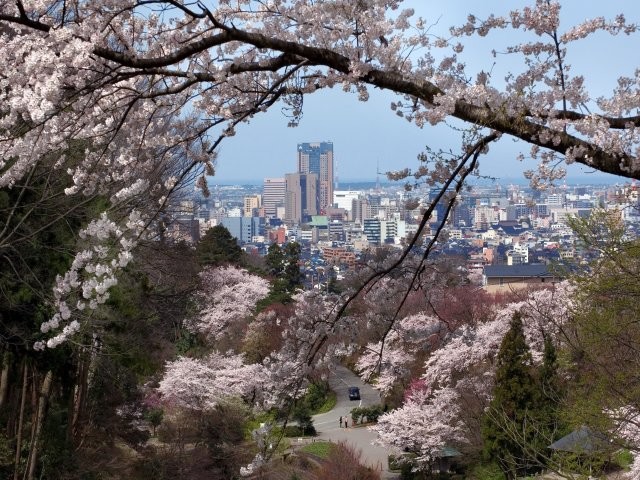卯辰山公園桜